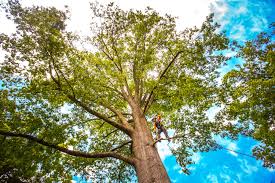Colfax, WI Tree Services Company