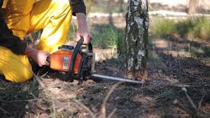 Best Palm Tree Trimming  in Colfax, WI