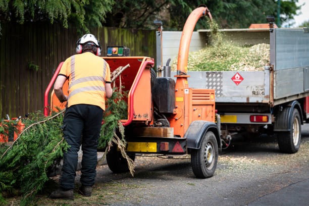 How Our Tree Care Process Works  in  Colfax, WI