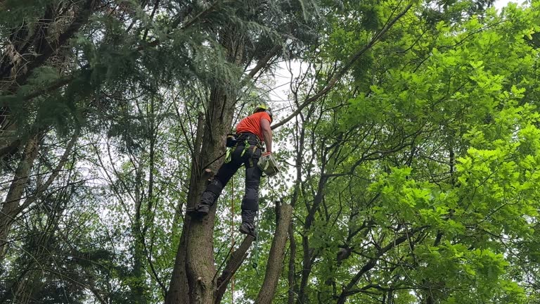 Best Hazardous Tree Removal  in Colfax, WI