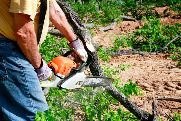 Best Tree Removal  in Colfax, WI